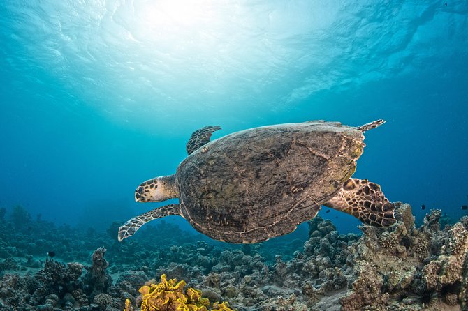 Scuba Diving for Certified Divers - Price and value: $128.21 for equipment, guide time, transfers, and lunch
