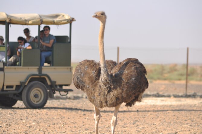Shaumari Reserve and Azraq Wetland Private Full Day Tour from Amman - Morning Pickup and The Desert Drive From Amman