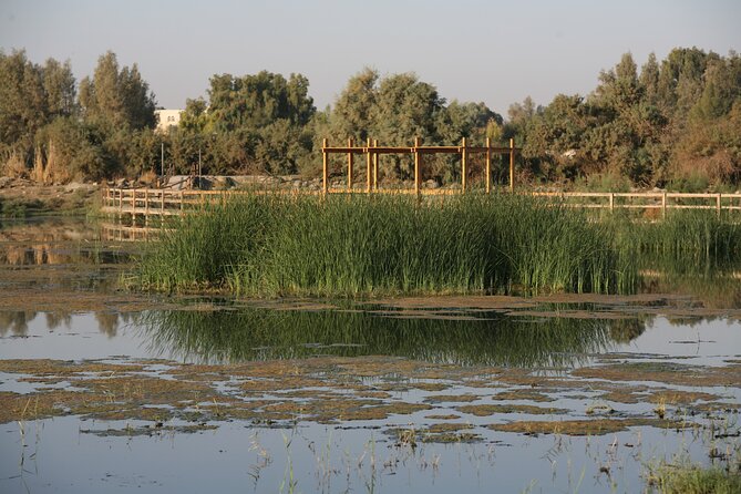 Shaumari Reserve and Azraq Wetland Private Full Day Tour from Amman - Azraq Wetland Reserve: The 1-Mile Marsh Path and Real Birding
