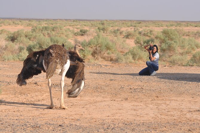 Shaumari Reserve and Azraq Wetland Private Full Day Tour from Amman - Who This Tour Suits Best (And Who Might Want to Skip)