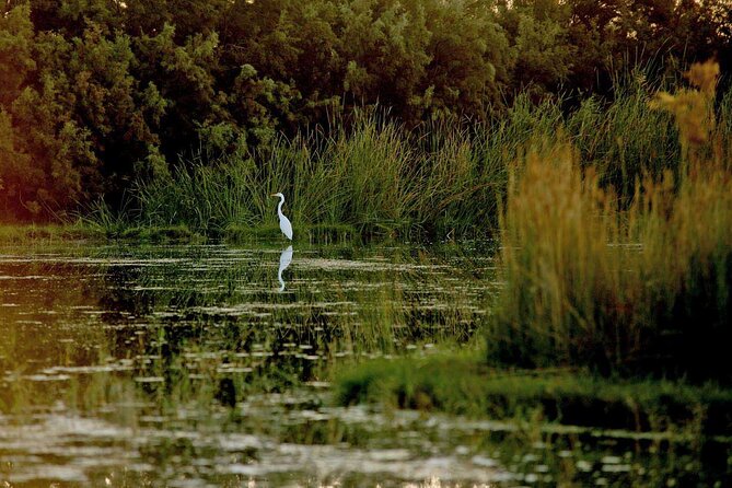 Shaumari Reserve and Azraq Wetland Private Full Day Tour from Amman - Should You Book This Private Full-Day Tour?
