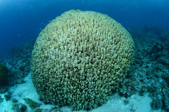 Shore Certified Diving - Two Dives - Two Different South Beach Underwater Sessions (and the Site Variety)
