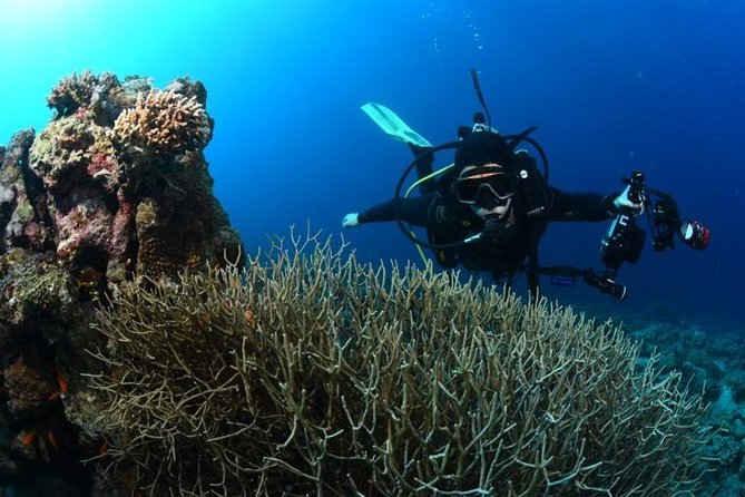 Shore Certified Diving - Two Dives - What You Can Expect Underwater (Without Overpromising)