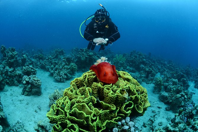 Shore Certified Diving - Two Dives - Who This Is For (and Who Should Skip It)