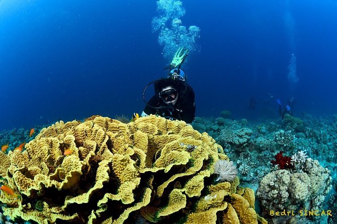 Shore Discover SCUBA Diving/Introductory Diving - One Dive - Price and value: why $75 is competitive for a first session