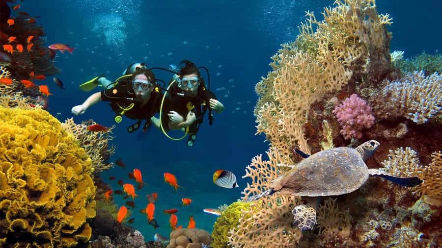 shore dive in red sea with pick up & snacks - Key takeaways before you go