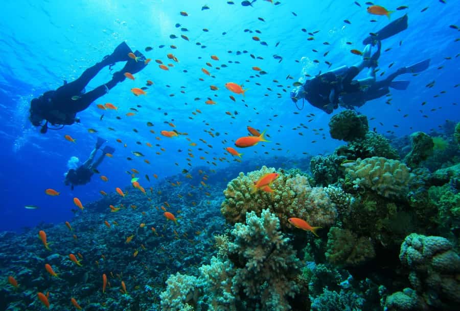 shore dive in red sea with pick up & snacks - The coaches, the beginner program, and why Mohammed gets praised