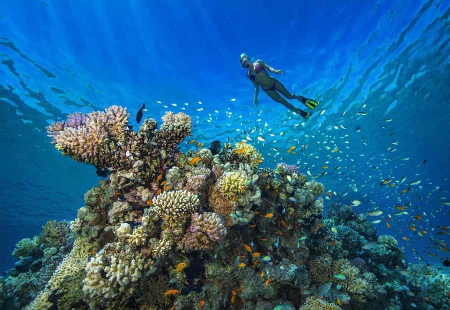 shore dive in red sea with pick up & snacks - What you will see underwater: reefs, coral walls, and shipwrecks