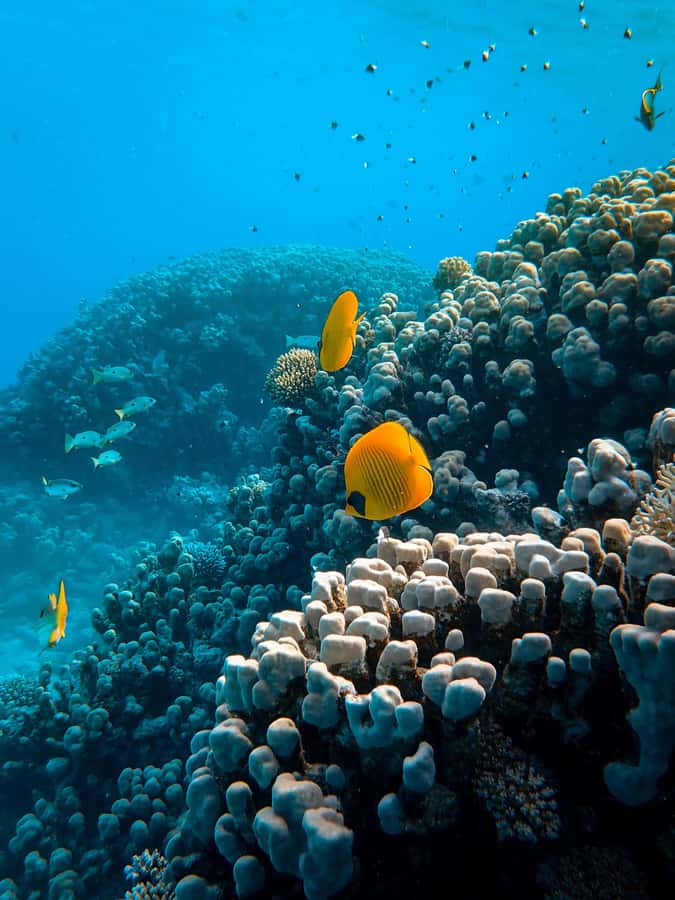 Snorkeling in The Red Sea With Equipment And Free Transfer - Key highlights you will actually care about