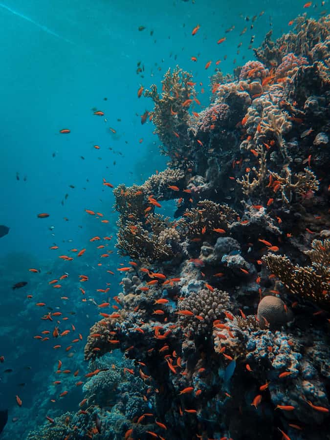Snorkeling in The Red Sea With Equipment And Free Transfer - Aqaba Red Sea snorkeling is a great short escape