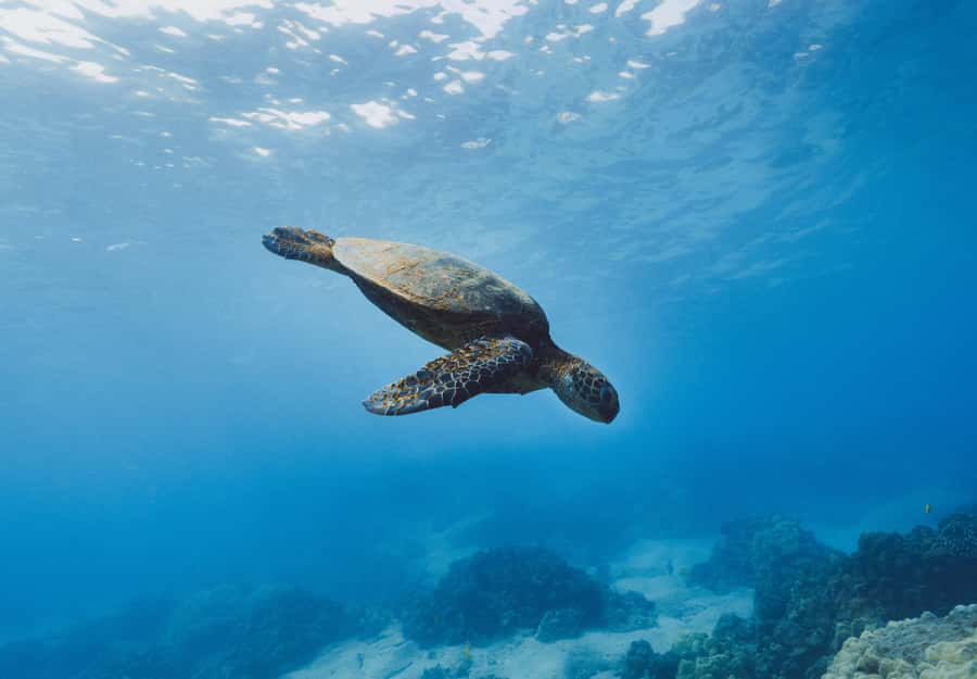 Snorkeling in The Red Sea With Equipment And Free Transfer - Before you get wet: included kits and how the day runs