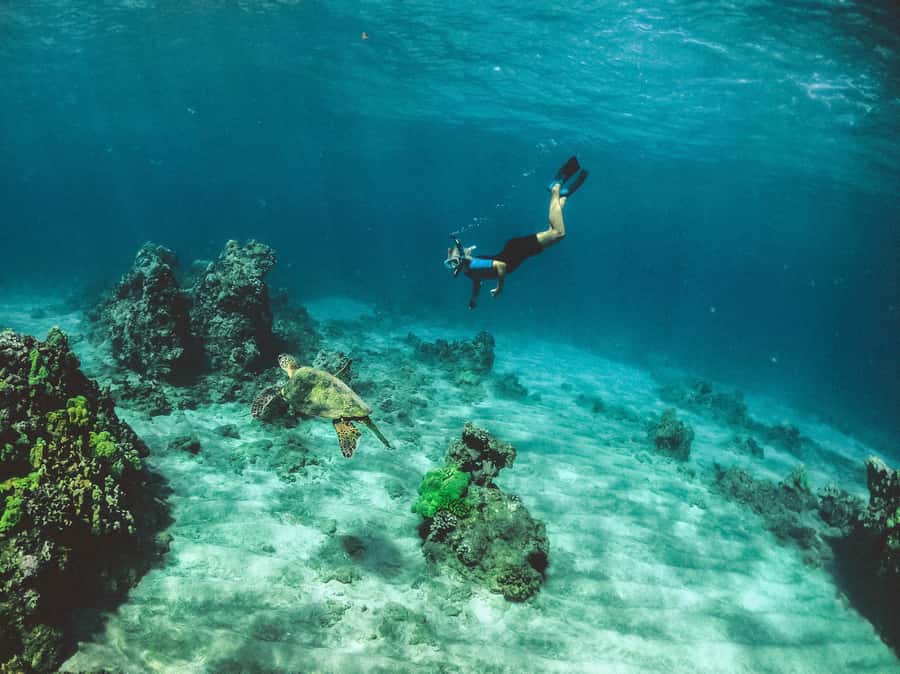 Snorkeling in The Red Sea With Equipment And Free Transfer - Price and value: what $51 buys you, and what you should add