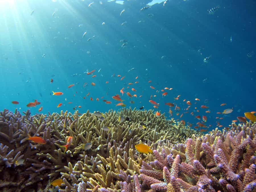 Snorkeling in The Red Sea With Equipment And Free Transfer - Should you book this Red Sea snorkeling trip?
