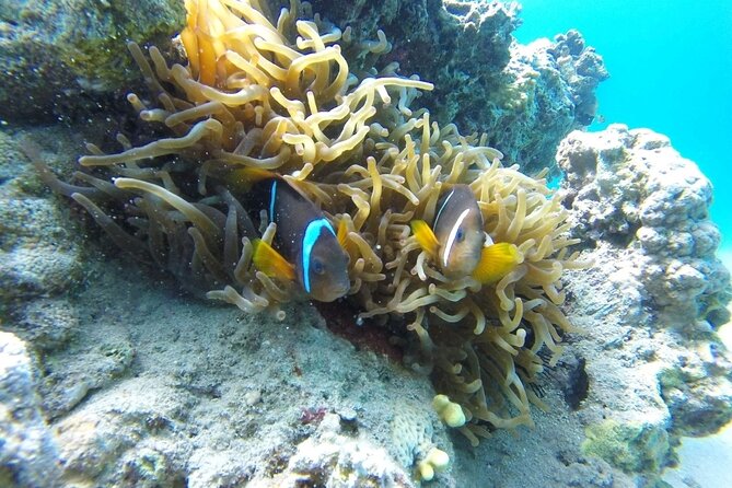 Snorkeling Trip with pick up ( beach) - Guides That Actually Teach, With Standout Instructors Mentioned