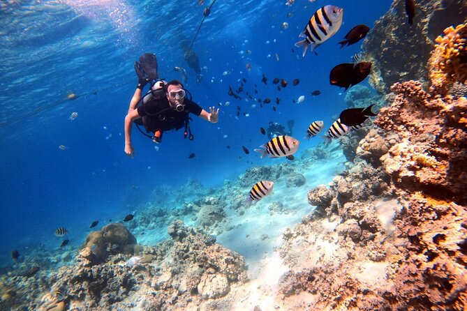 Take advantage of a half-day boat dive experience in Red sea of Aqaba. - Gear, Wetsuits, and Snorkeling Kit: The Cost-Saver Check