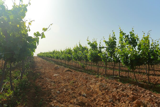 Vineyard Tour in Al Mafraq Governorate - The vineyard time: learning the place, not just looking at it