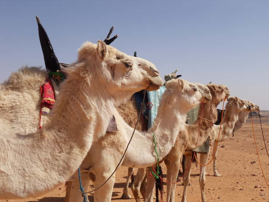 Wadi Rum: 2 Hour Camel Ride at Sunset/Sunrise Overnight - Getting to the meeting point without getting tricked by touts