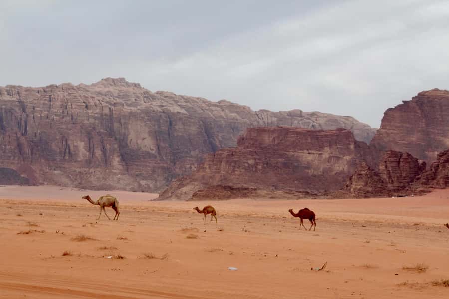Wadi Rum: 2nights|3Day all-inclusive BedouinDesertExperience - Day 1 by 4x4: Canyon Views, Inscriptions, and Rock Bridges