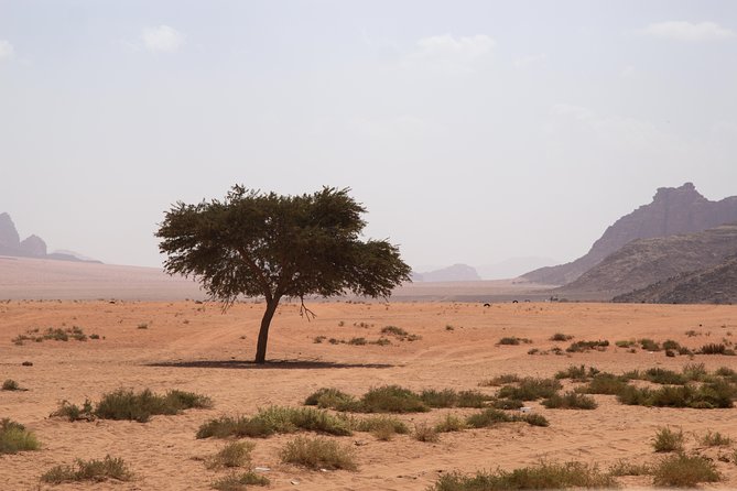 Wadi Rum: 4 Hour Highlights Tour - Bedouin Tea Stops That Turn the Drive Into a Real Break
