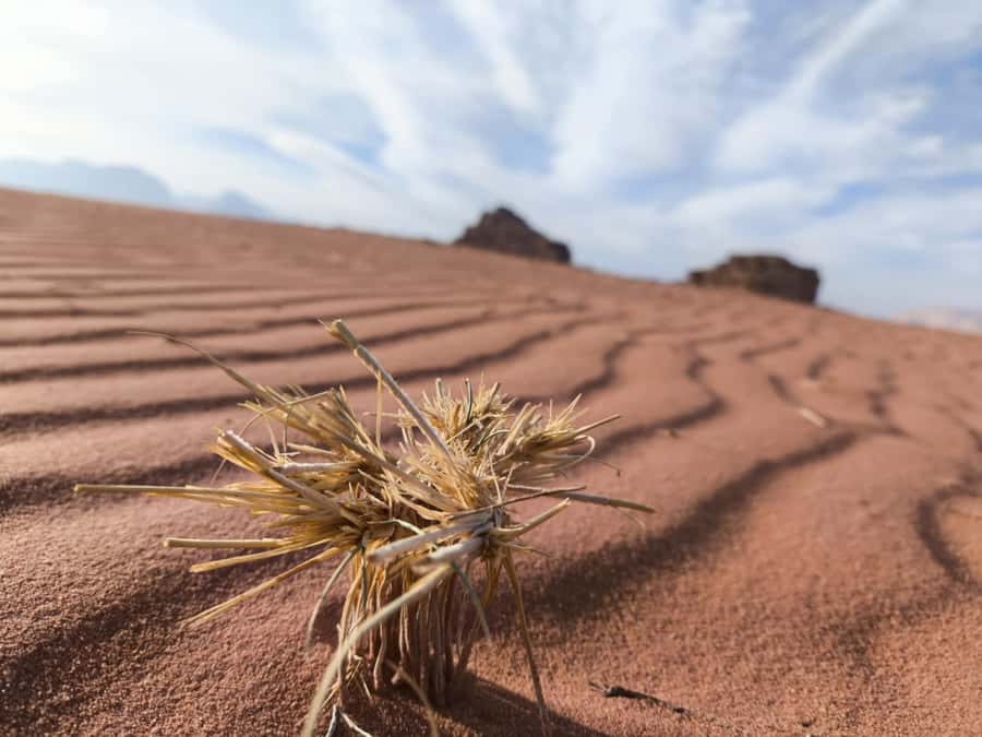 WADI RUM: ALL DAY JEEP TOUR with overnight and full meals - Movie-set and UNESCO context: how your guide makes stops connect