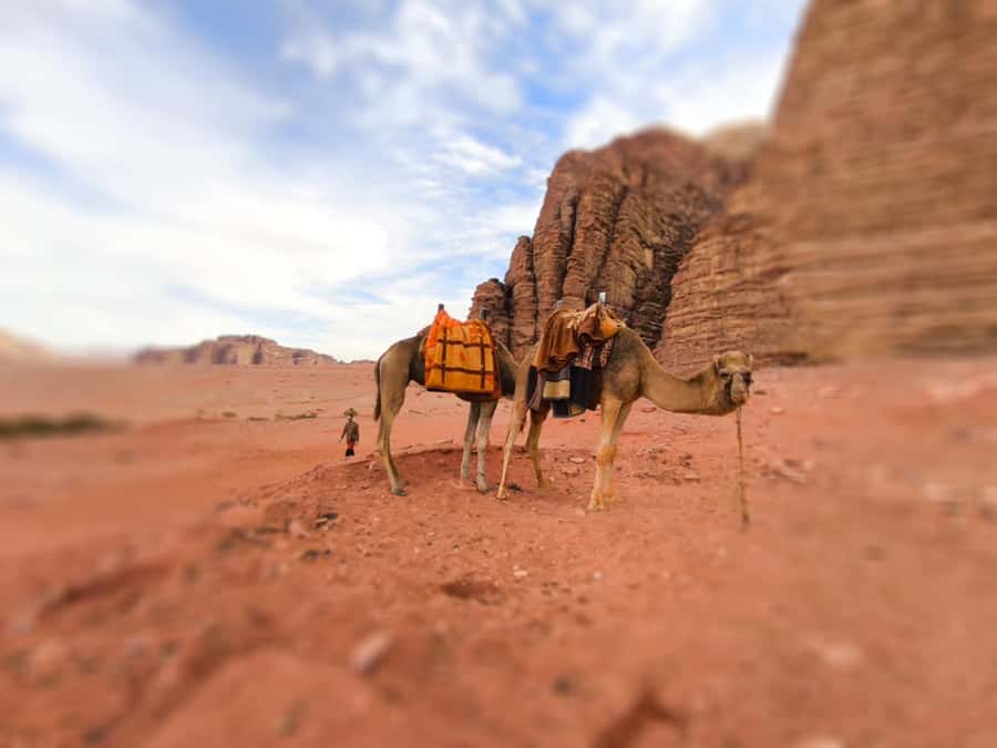 Wadi Rum: Camel Ride with tea and Bedouin Guide - Getting In and Out: Pickup and Jeep Transfer