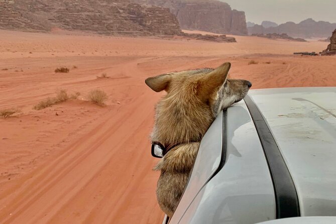 Wadi Rum Cave Camping with Jeep Tour - Practical Stuff That Actually Helps on Arrival
