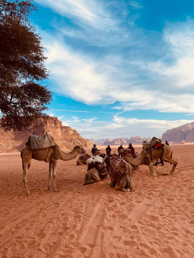 Wadi Rum Classic 4-Hour Jeep Safari - Wadi Rum at Jeep Speed, the Right Way