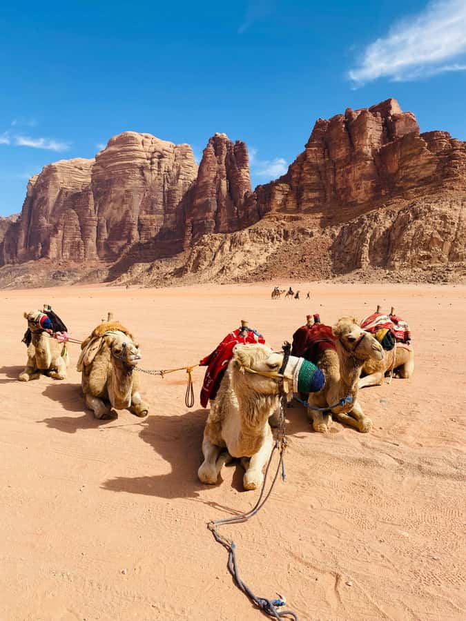 Wadi Rum Classic 4-Hour Jeep Safari - Getting Picked Up at the Wadi Rum Village Rest House