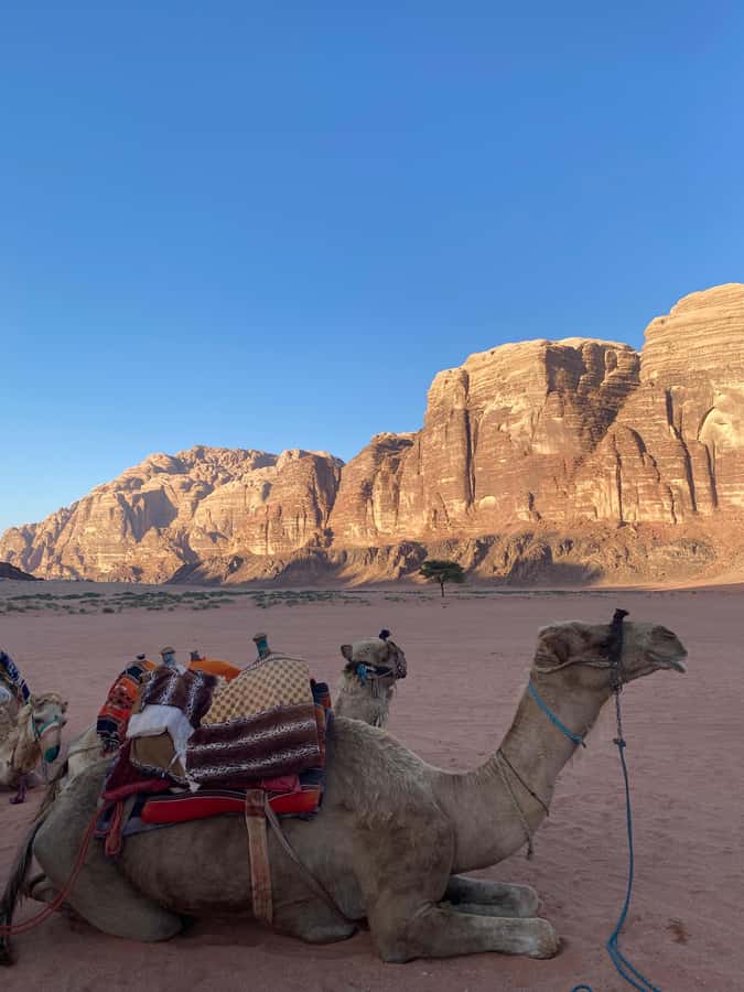 Wadi Rum Classic 4-Hour Jeep Safari - Photo Stops That Respect Your Time