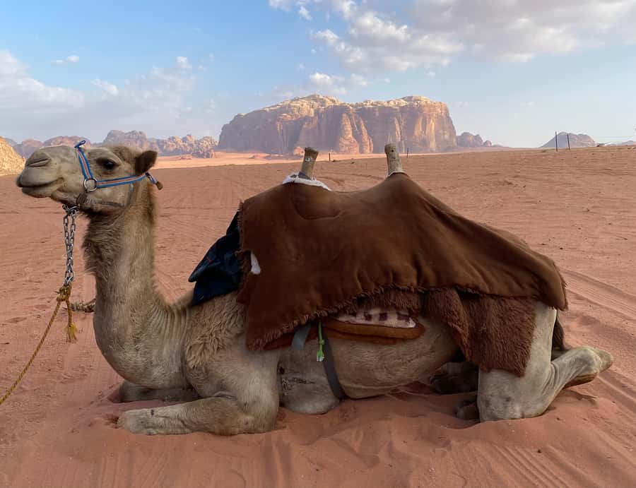 Wadi Rum Classic 4-Hour Jeep Safari - What You Will See in a Typical 4-Hour Route