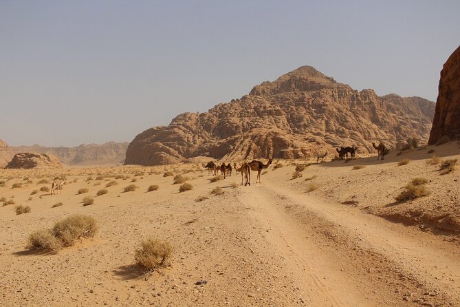 Wadi Rum Full Day Jeep Tour - Price and what you actually pay for